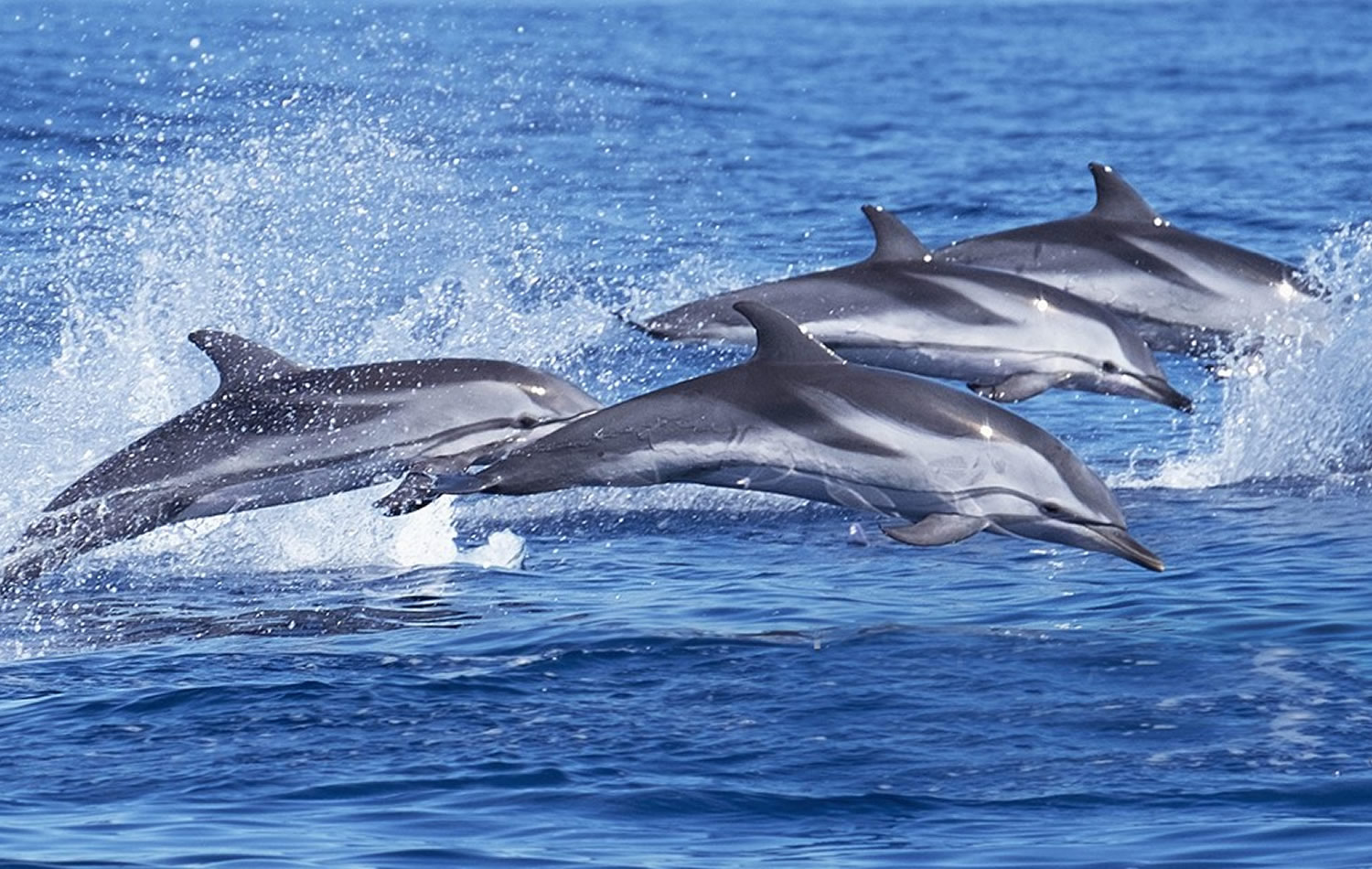 dolphins