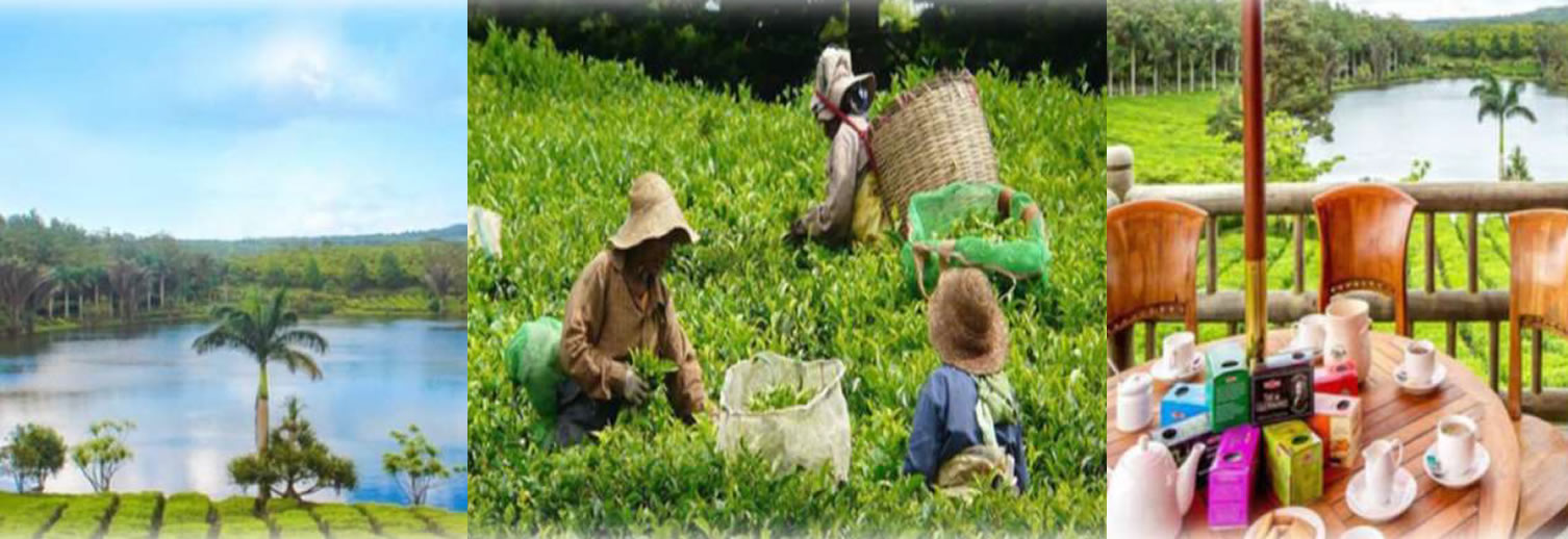 Tea, Sugar-Cane and Vanilla Plantation Guided Tour with Lunch