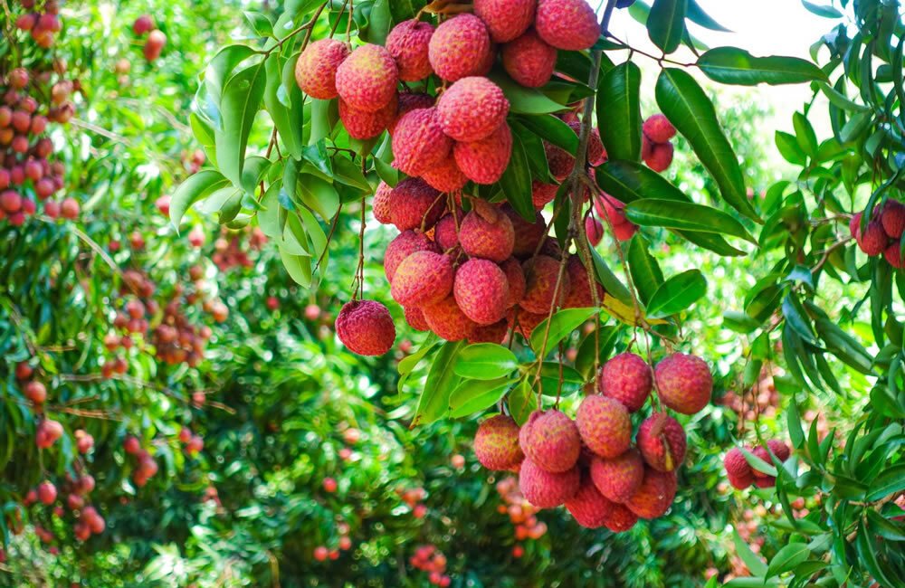 Mauritius summer travel