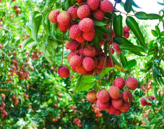 Mauritius summer travel